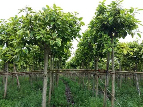 苗木基地如何灌溉樹苗的？