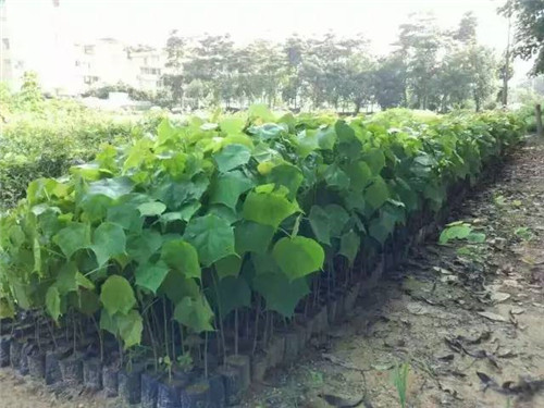 苗木基地如何灌溉樹苗的？