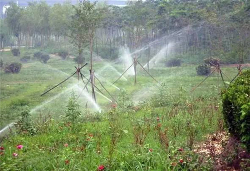 苗木基地如何灌溉樹苗的？