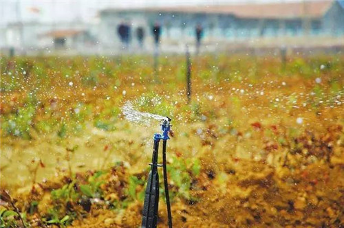 苗木基地如何灌溉樹苗的？