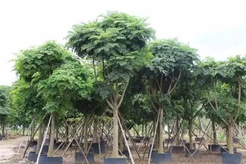 苗木基地如何灌溉樹苗的？