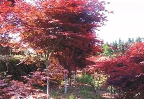 苗木基地如何灌溉樹苗的？