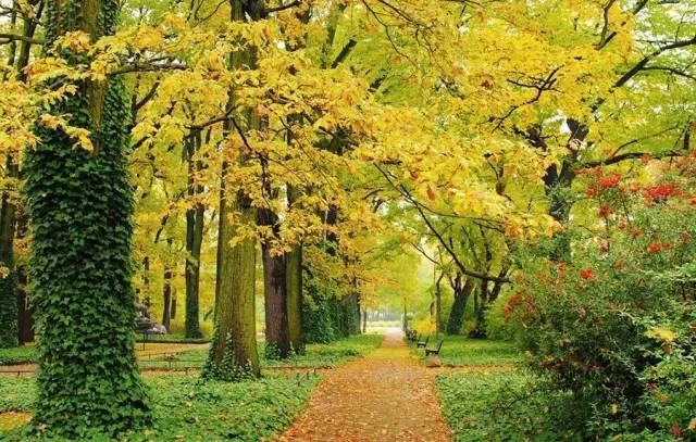 從綠化工程要求，看苗木生產(chǎn)標準