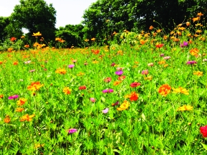 珠江：南沙濱海公園花田鮮花次第盛開