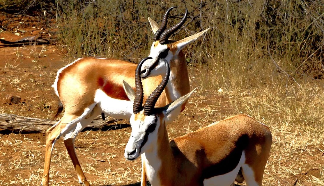 南非比鄰斯堡國(guó)家公園