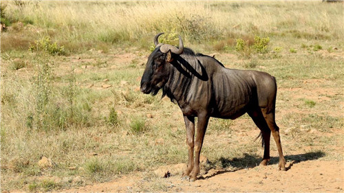 南非比鄰斯堡國(guó)家公園