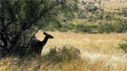 南非比鄰斯堡國(guó)家公園