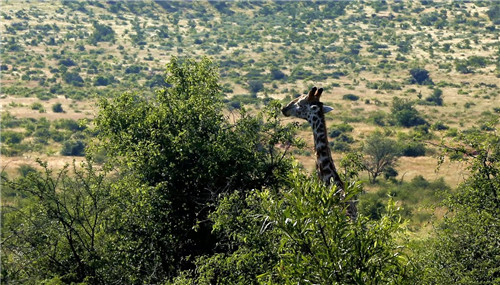 南非比鄰斯堡國(guó)家公園