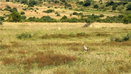 南非比鄰斯堡國(guó)家公園