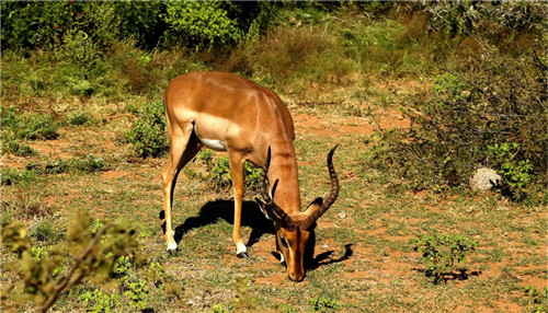 南非比鄰斯堡國家公園