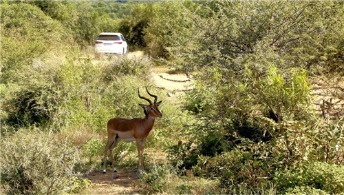 南非比鄰斯堡國家公園