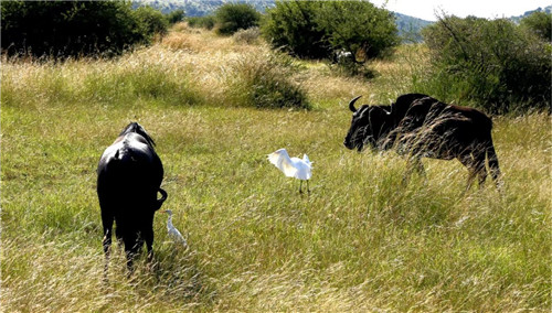 南非比鄰斯堡國家公園