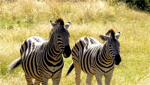 南非比鄰斯堡國家公園