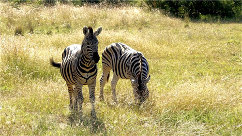 南非比鄰斯堡國家公園