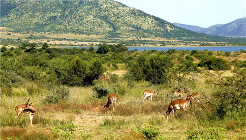 南非比鄰斯堡國家公園