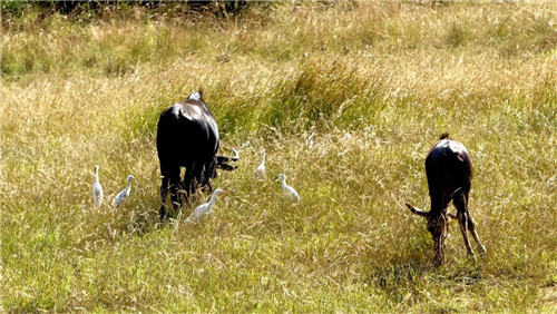 南非比鄰斯堡國家公園