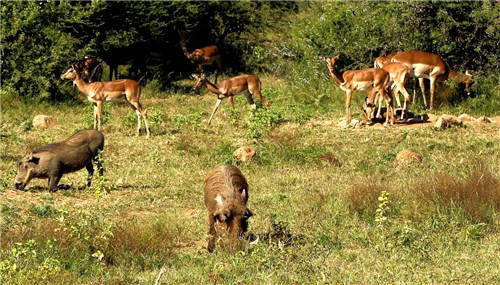 南非比鄰斯堡國家公園