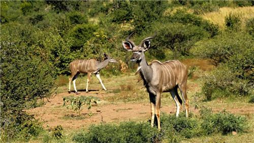 南非比鄰斯堡國家公園