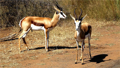 南非比鄰斯堡國家公園