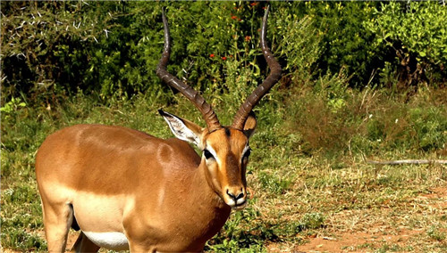 南非比鄰斯堡國家公園