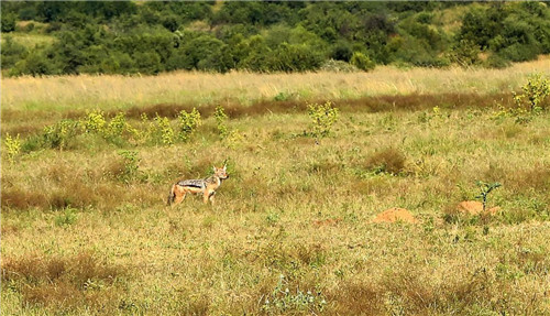 南非比鄰斯堡國家公園