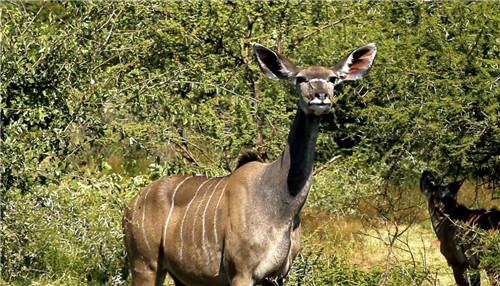 南非比鄰斯堡國家公園