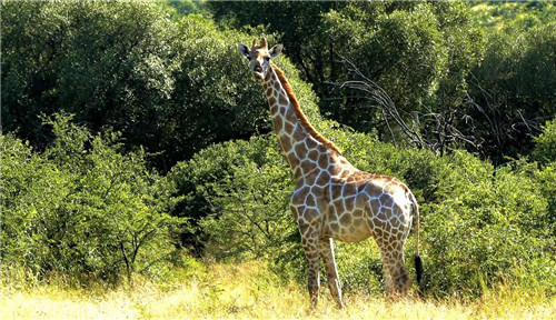南非比鄰斯堡國家公園
