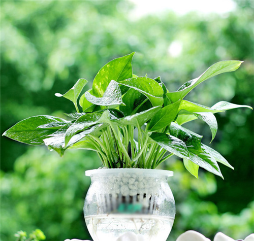 剛裝修完甲醛重，要擺這些植物才能吸毒！