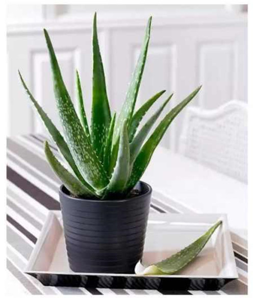 剛裝修完甲醛重，要擺這些植物才能吸毒！
