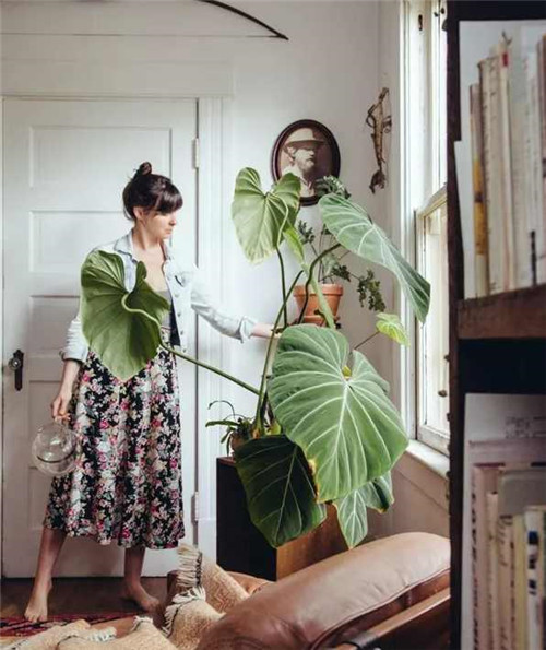 剛裝修完甲醛重，要擺這些植物才能吸毒！