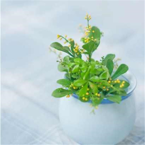 剛裝修完甲醛重，要擺這些植物才能吸毒！