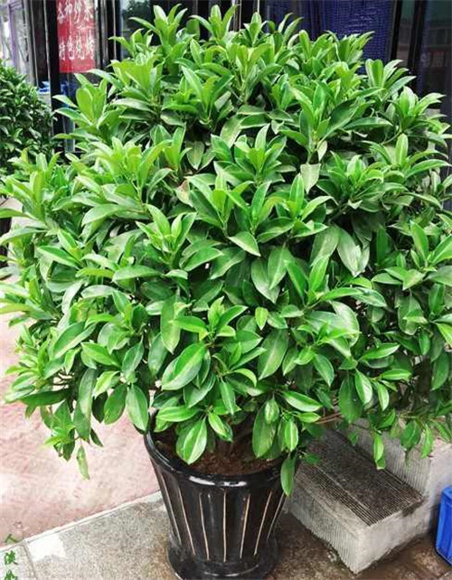 剛裝修完甲醛重，要擺這些植物才能吸毒！