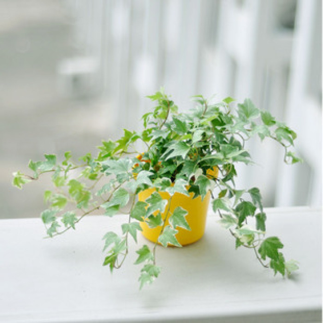 剛裝修完甲醛重，要擺這些植物才能吸毒！