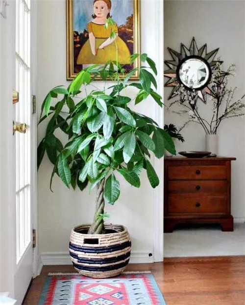 剛裝修完甲醛重,要擺這些植物才能吸毒!