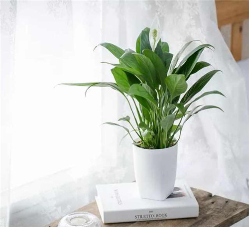 剛裝修完甲醛重,要擺這些植物才能吸毒!