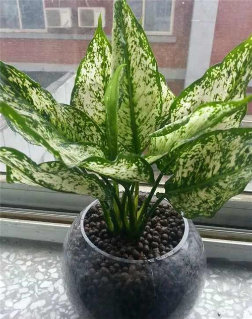 剛裝修完甲醛重,要擺這些植物才能吸毒!