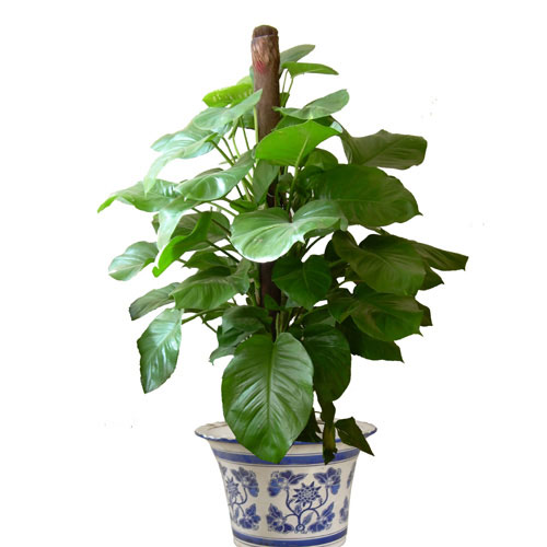 剛裝修完甲醛重,要擺這些植物才能吸毒!