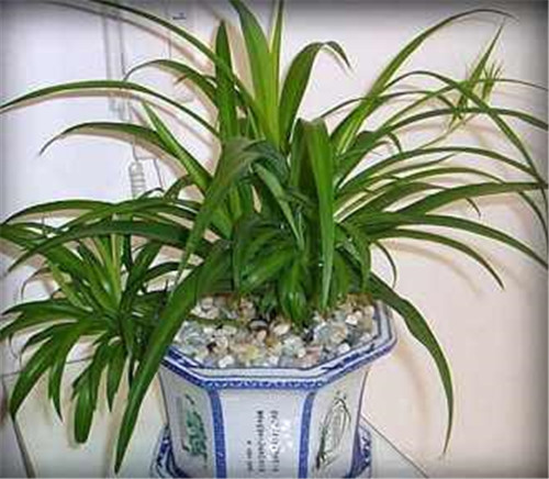 剛裝修完甲醛重,要擺這些植物才能吸毒!