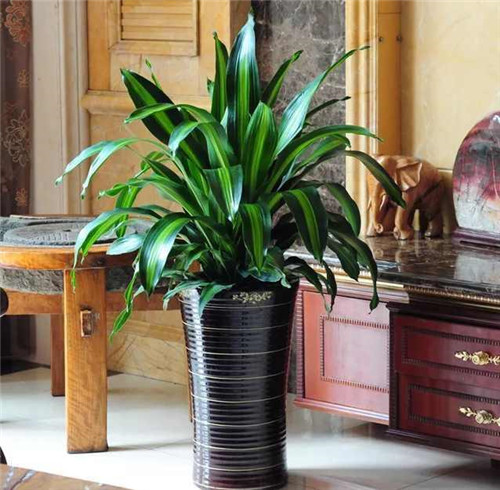 剛裝修完甲醛重,要擺這些植物才能吸毒!