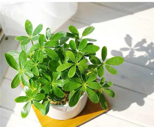 剛裝修完甲醛重,要擺這些植物才能吸毒!