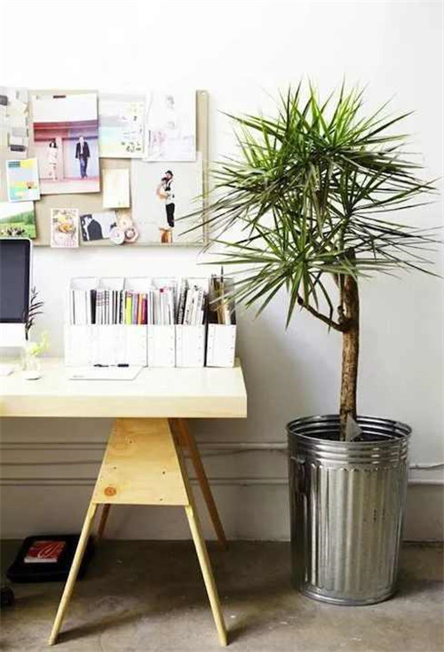 剛裝修完甲醛重,要擺這些植物才能吸毒!