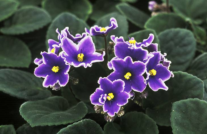 半陰處也能養(yǎng)開花的6種植物