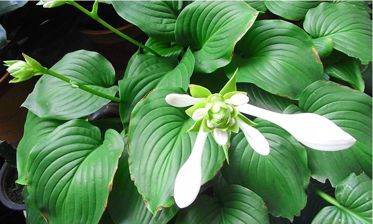 半陰處也能養(yǎng)開花的6種植物