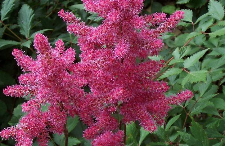 半陰處也能養(yǎng)開花的6種植物