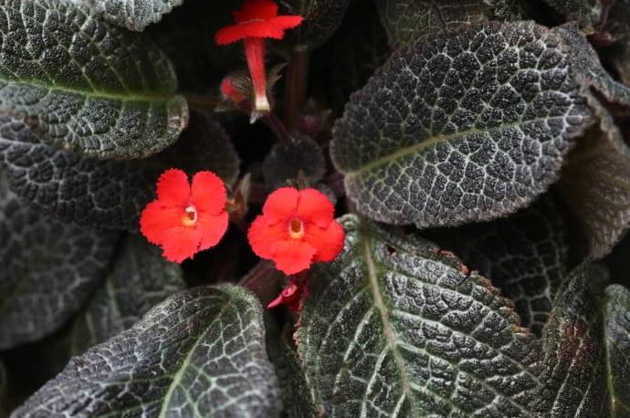 半陰處也能養(yǎng)開花的6種植物