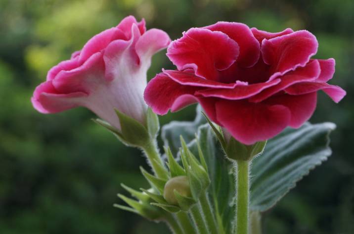半陰處也能養(yǎng)開花的6種植物