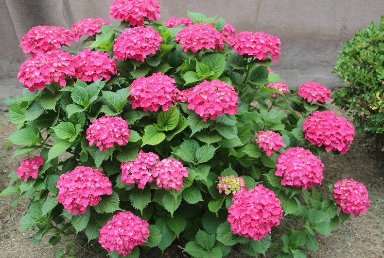 半陰處也能養(yǎng)開花的6種植物