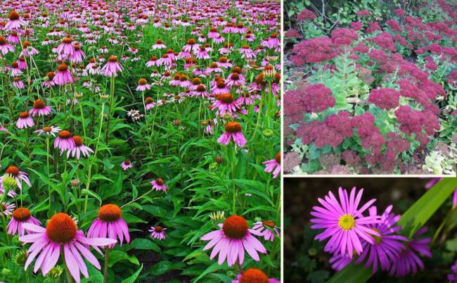 建造蜜蜂友好型城市的10種城市植物選擇