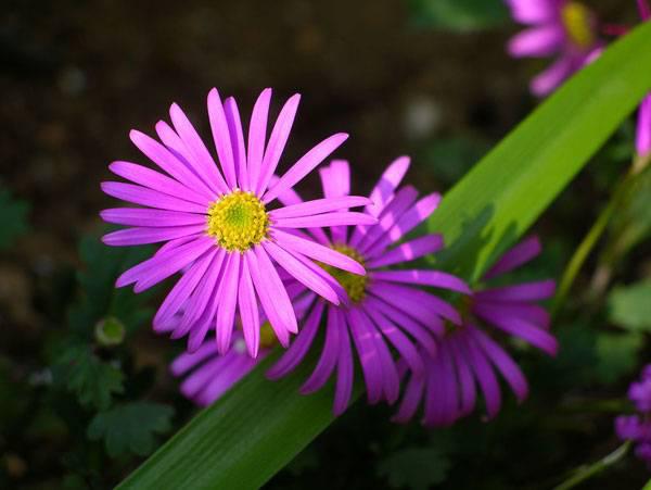 建造蜜蜂友好型城市的10種城市植物選擇