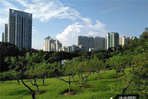 深圳CBD最大公園是深圳最美城市公園之一